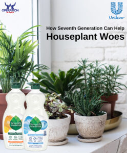 SVG houseplant woes article